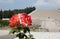 Redipuglia, GO, Italy - June 3, 2017: Red Roses and the Redipuglia War Memorial is aÂ World War I military ossuary